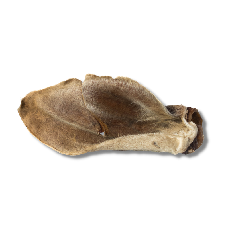 Oreja de Res