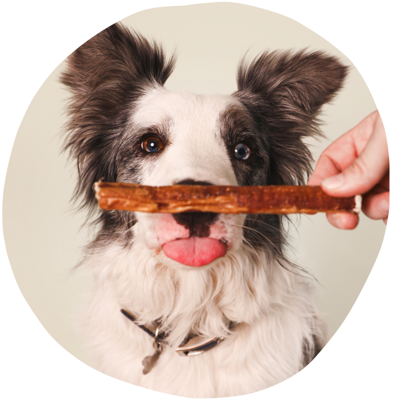 Bully Stick
